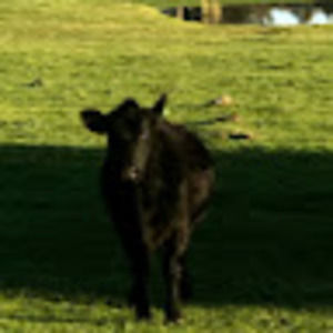 Meet your Posher, Enid